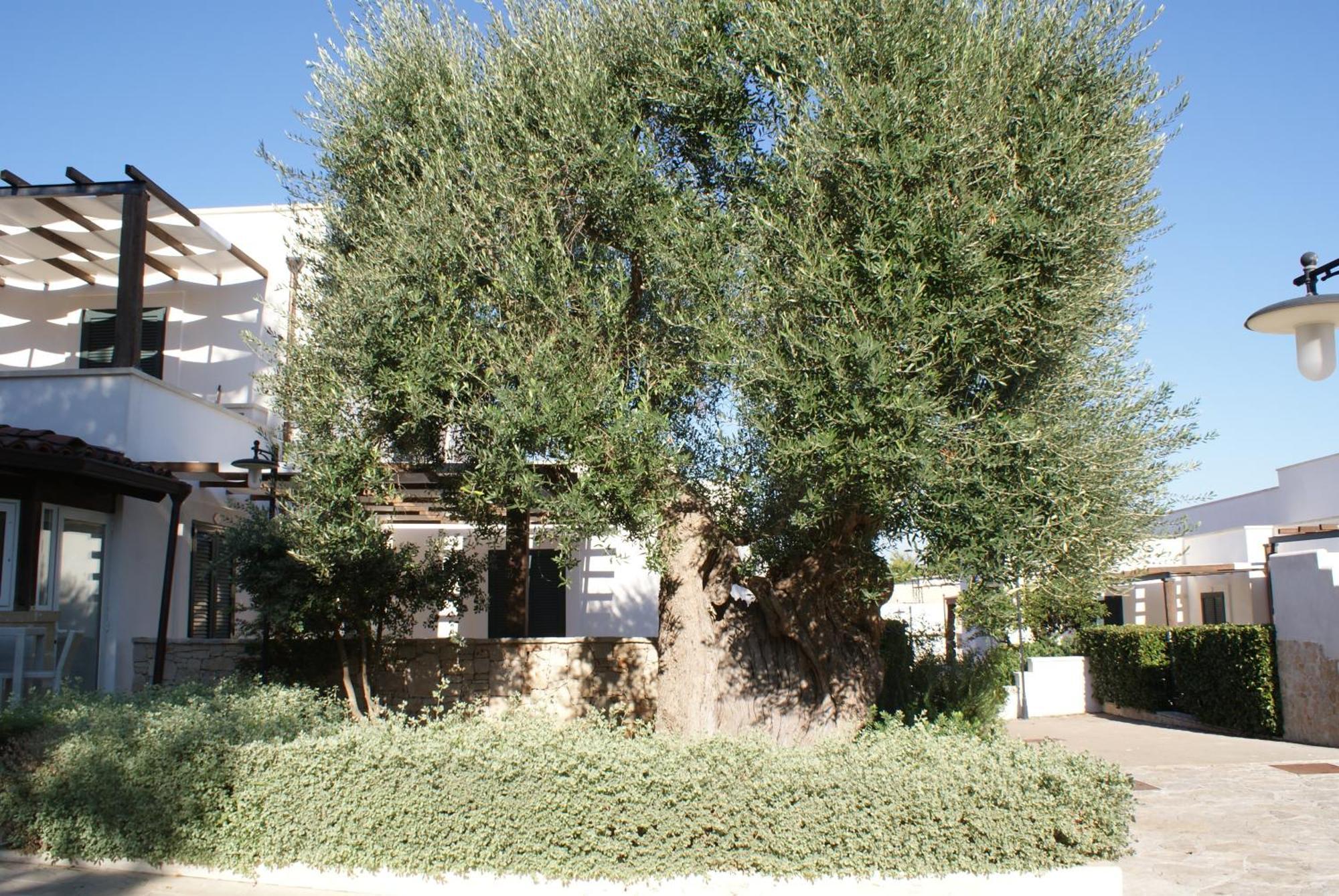 Messapia Hotel & Resort Santa Maria di Leuca Exterior foto